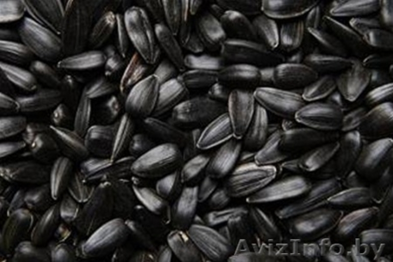 Продам кондитерский подсолнечник Лакомка - Изображение #3, Объявление #518895