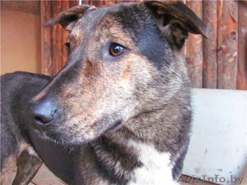 Благородный Рэнни в дар! - Изображение #2, Объявление #494057