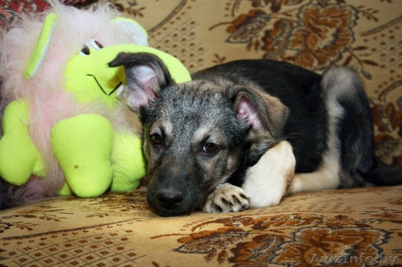 Замечательная щенок девочка в дар - Изображение #3, Объявление #511081