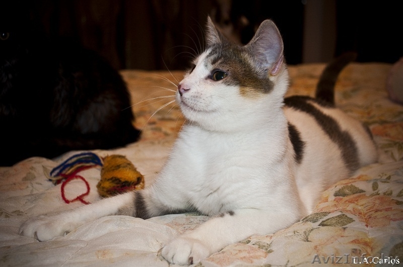 Взгляните! Очень красивые,обалденные котики в дар!) - Изображение #1, Объявление #487290