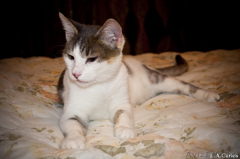 Взгляните! Очень красивые,обалденные котики в дар!) - Изображение #2, Объявление #487290