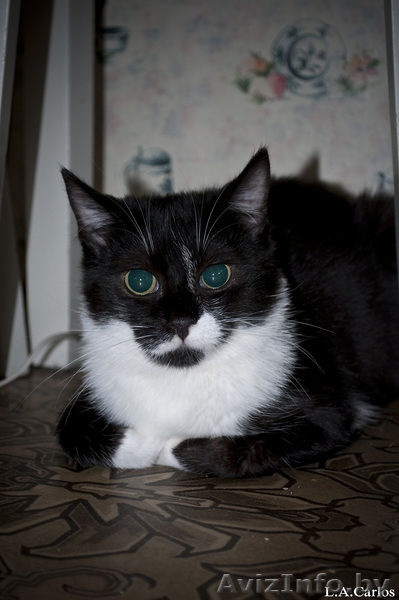 Взгляните! Очень красивые,обалденные котики в дар!) - Изображение #4, Объявление #487290