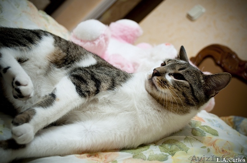 Взгляните! Очень красивые,обалденные котики в дар!) - Изображение #6, Объявление #487290