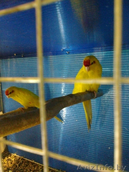 Попугаи волнистые и какарики - Изображение #2, Объявление #496886