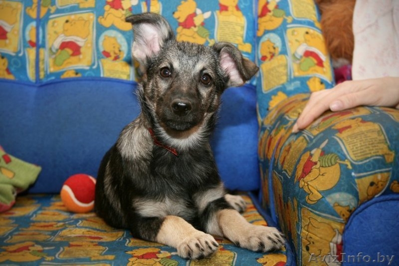 Замечательная щенок девочка в дар - Изображение #2, Объявление #511081