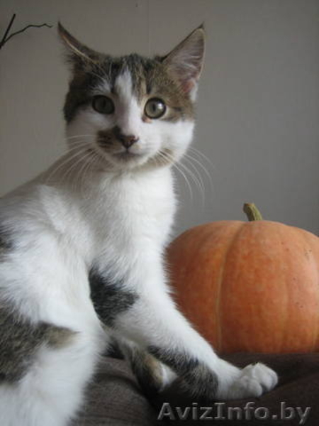 Котенок Блоггер ищет дом! - Изображение #1, Объявление #504247