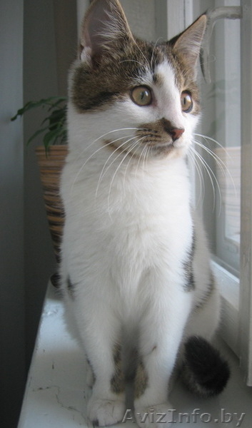 Котенок Блоггер ищет дом! - Изображение #2, Объявление #504247