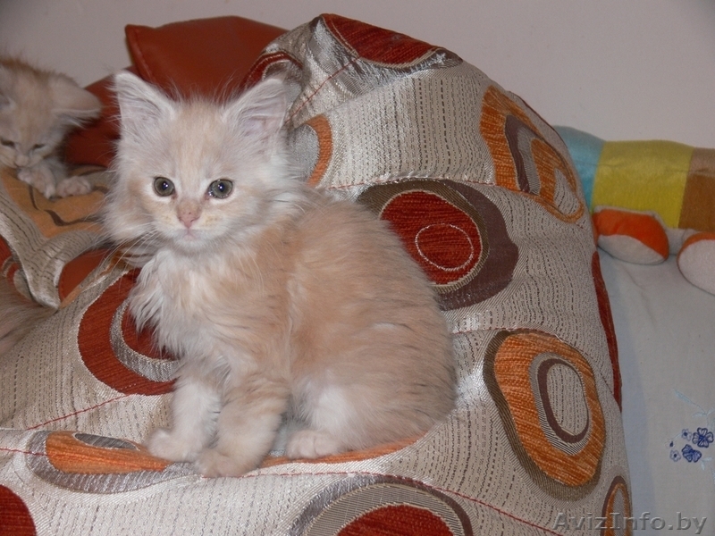 Продам котят породы МЭЙН КУН - Изображение #3, Объявление #501479