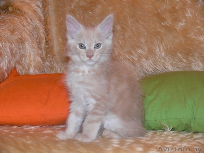 Продам котят породы МЭЙН КУН - Изображение #4, Объявление #501479