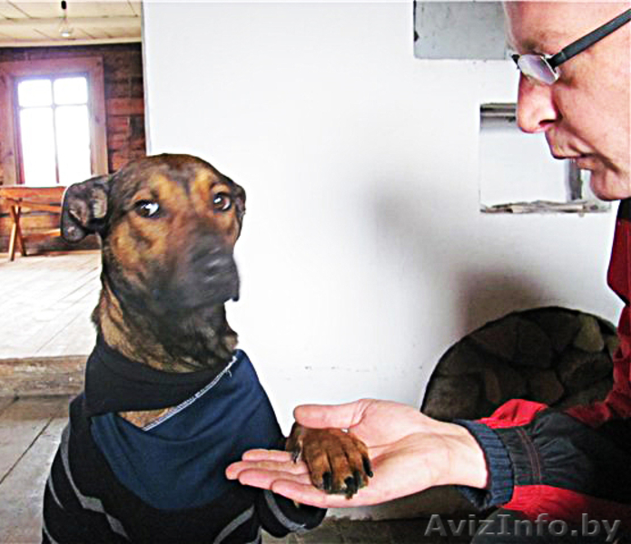 Станьте хозяином для Даночки! - Изображение #4, Объявление #484183