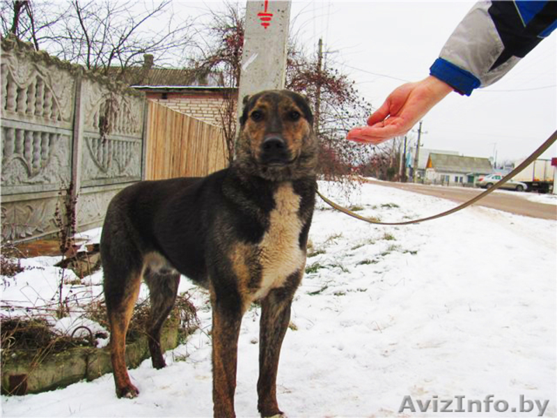 Благородный Рэнни в дар! - Изображение #5, Объявление #494057