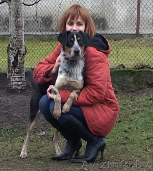 Замечательный молодой пес в дар - Изображение #2, Объявление #485673