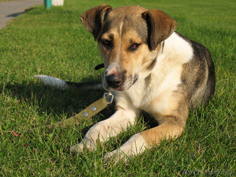 Золотая собака Гарси в дар хорошим людям - Изображение #3, Объявление #489136