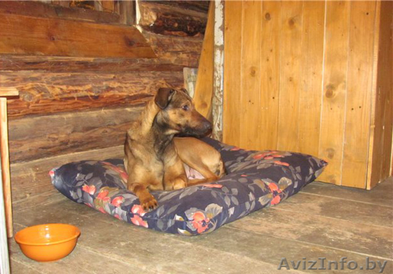 Станьте хозяином для Даночки! - Изображение #6, Объявление #484183