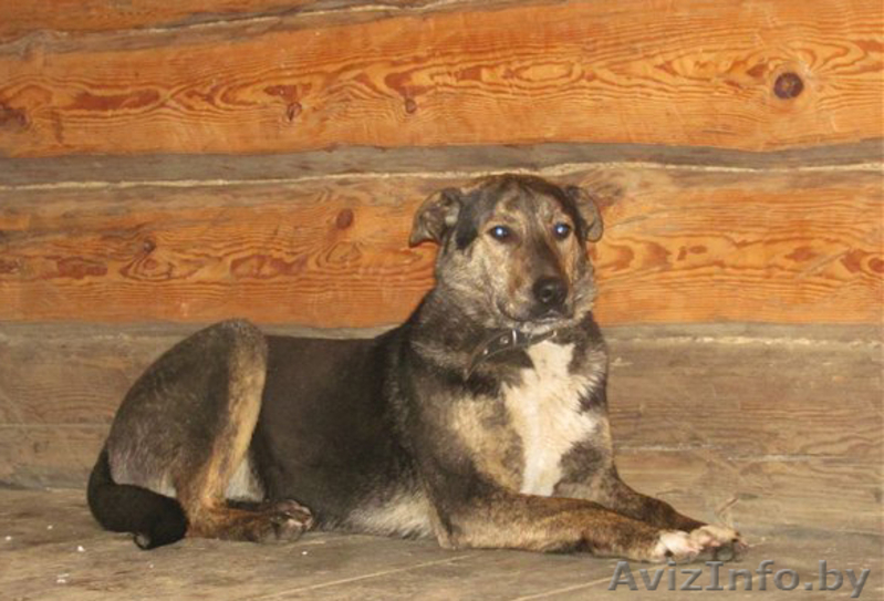 Благородный Рэнни в дар! - Изображение #9, Объявление #494057