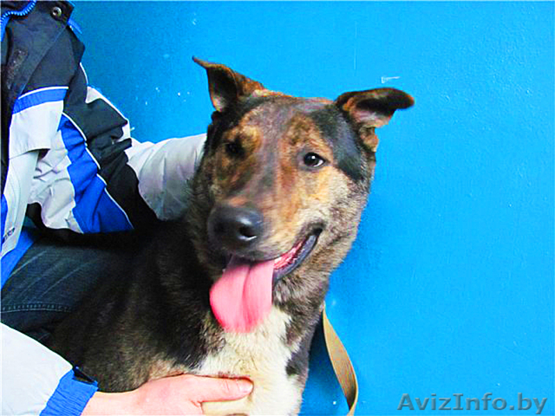 Благородный Рэнни в дар! - Изображение #6, Объявление #494057