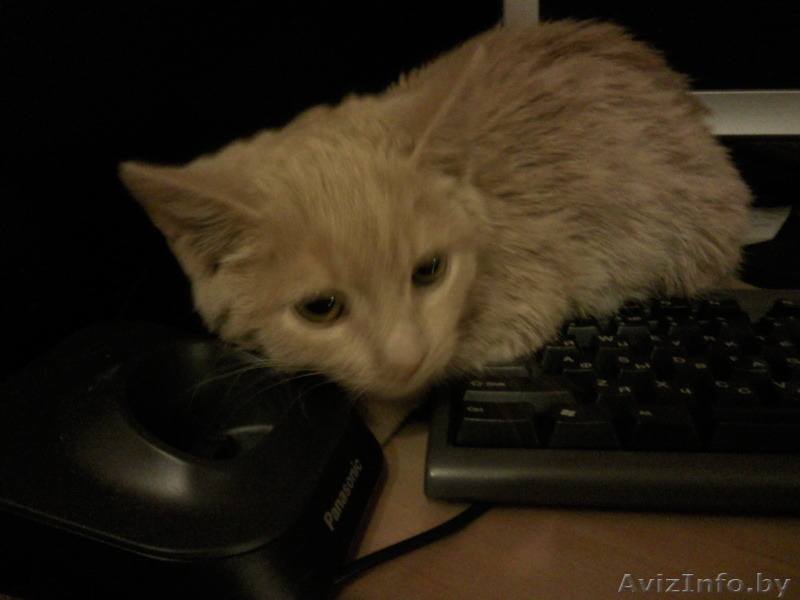 Котенок в дар, песочного цвета - Изображение #4, Объявление #518343
