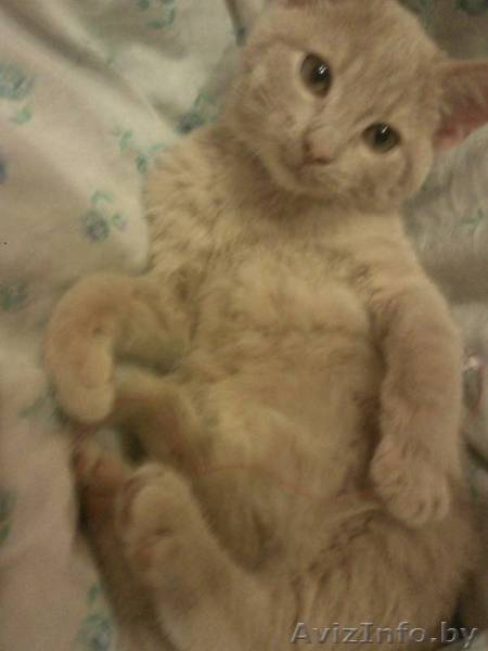 Котенок в дар, песочного цвета - Изображение #2, Объявление #518343