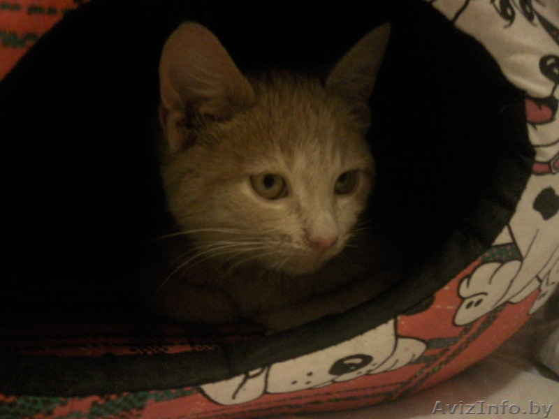 Котенок в дар, песочного цвета - Изображение #3, Объявление #518343