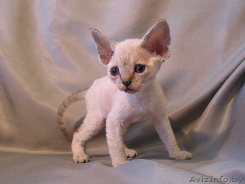 Очаровательные эльфы - Изображение #1, Объявление #485930