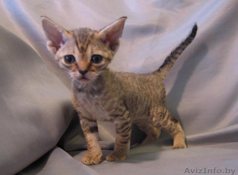 Очаровательные эльфы - Изображение #2, Объявление #485930