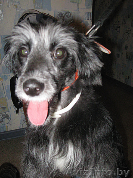 Самая позитивная собака девочка в дар! - Изображение #3, Объявление #494985