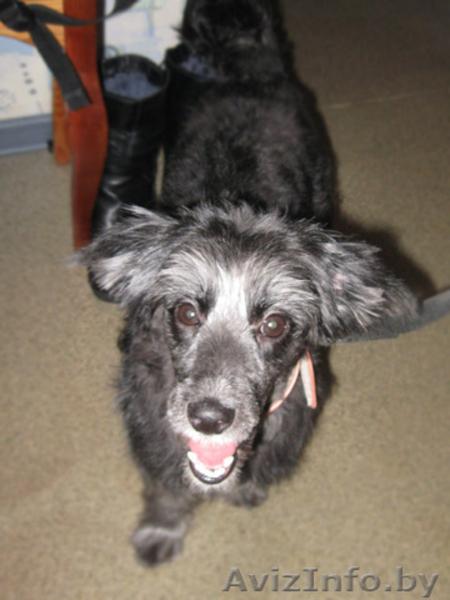 Самая позитивная собака девочка в дар! - Изображение #4, Объявление #494985