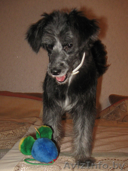 Самая позитивная собака девочка в дар! - Изображение #1, Объявление #494985