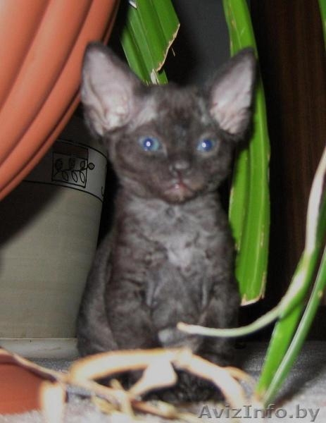 Очаровательные эльфы - Изображение #3, Объявление #485930