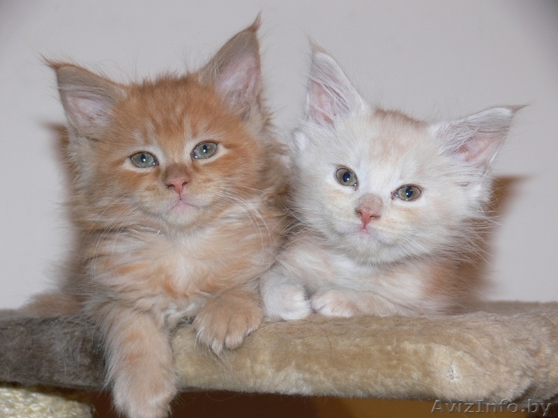 Продам котят породы МЭЙН КУН - Изображение #1, Объявление #501479