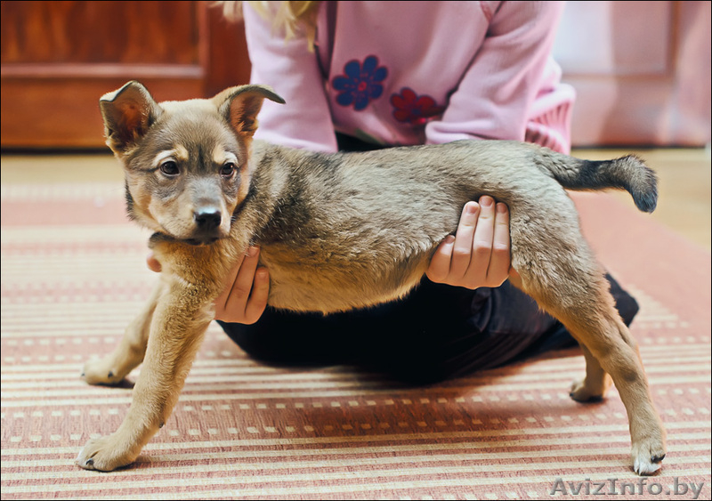 Ищем новых хозяев! - Изображение #3, Объявление #487509