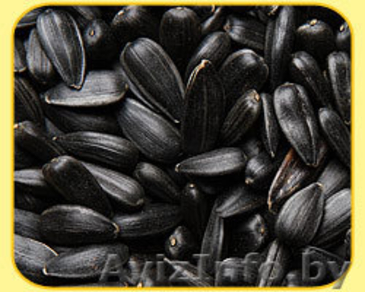 Продам кондитерский подсолнечник Лакомка - Изображение #2, Объявление #518895