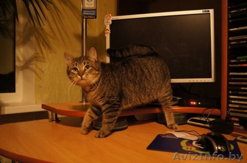 кошечка ищет новых хозяев - Изображение #2, Объявление #487413