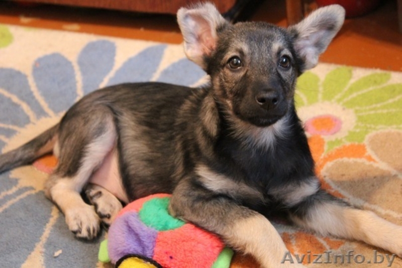 Девочка-щенок*-* - Изображение #1, Объявление #501467