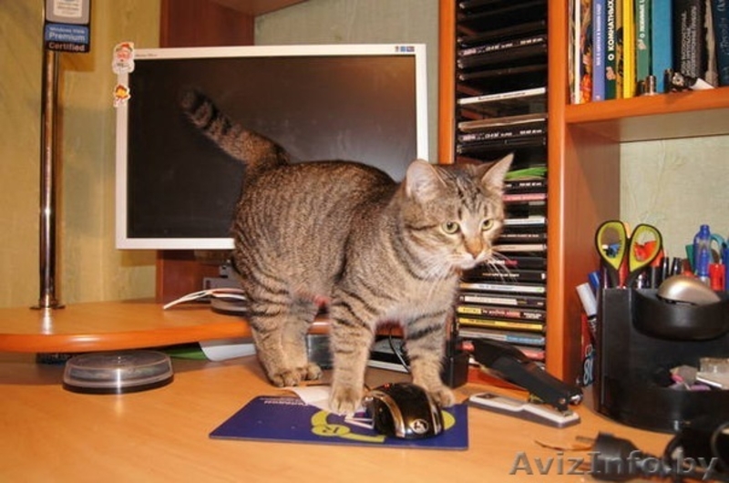 кошечка ищет новых хозяев - Изображение #3, Объявление #487413