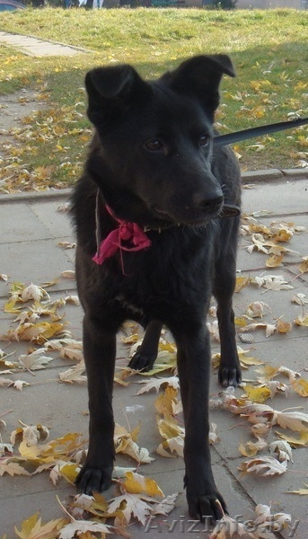 Чернушка Ирма ищет добрых хозяев - Изображение #1, Объявление #506590