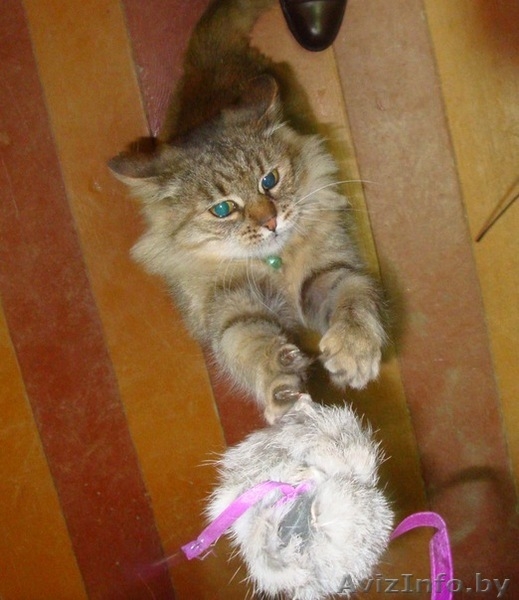 метис "норвежской лесной" кошки! В ДАР. - Изображение #2, Объявление #501369