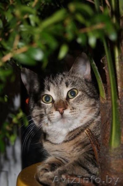 кошечка ищет новых хозяев - Изображение #4, Объявление #487413