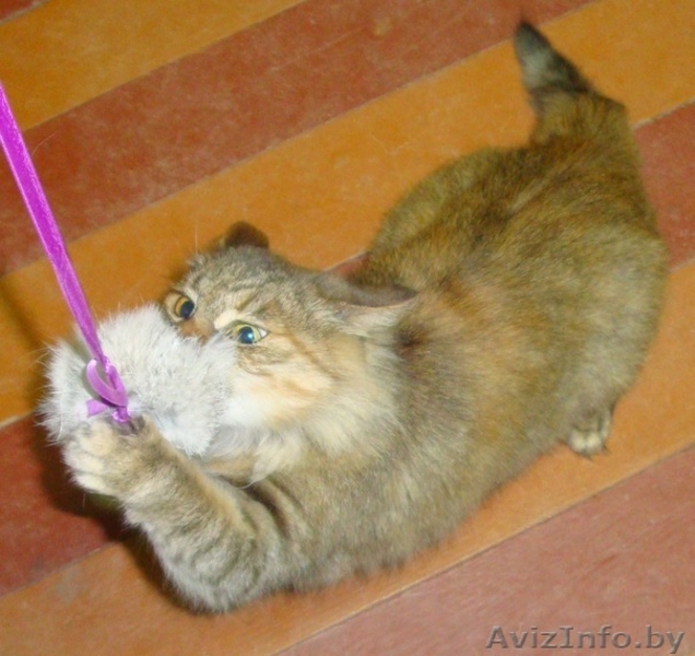 метис "норвежской лесной" кошки! В ДАР. - Изображение #3, Объявление #501369