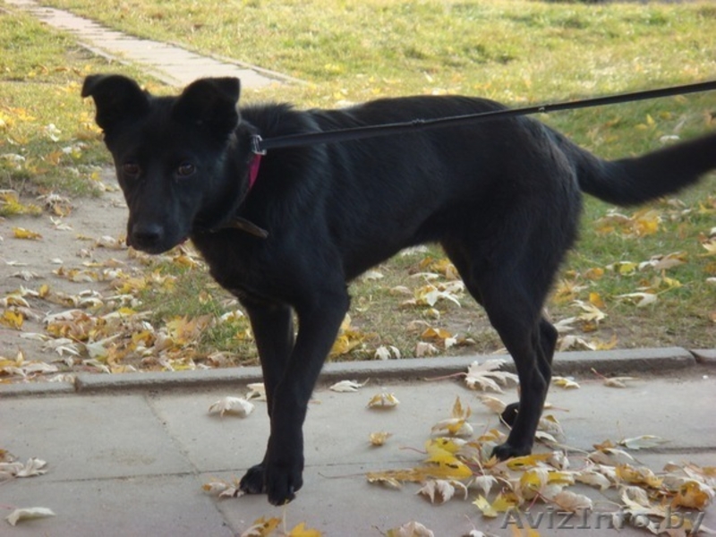 Чернушка Ирма в добрые руки - Изображение #1, Объявление #519405