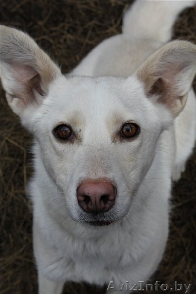 Подарю преданного друга - Изображение #3, Объявление #486008