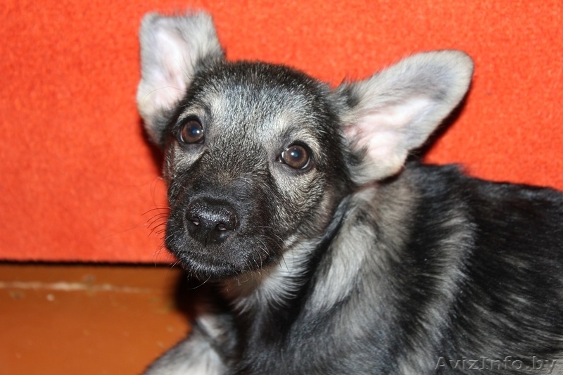 Девочка-щенок*-* - Изображение #3, Объявление #501467