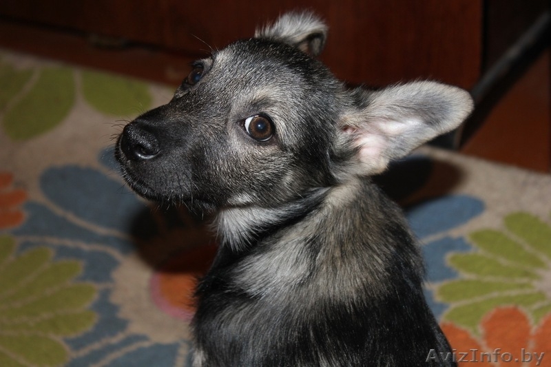 Девочка-щенок*-* - Изображение #2, Объявление #501467