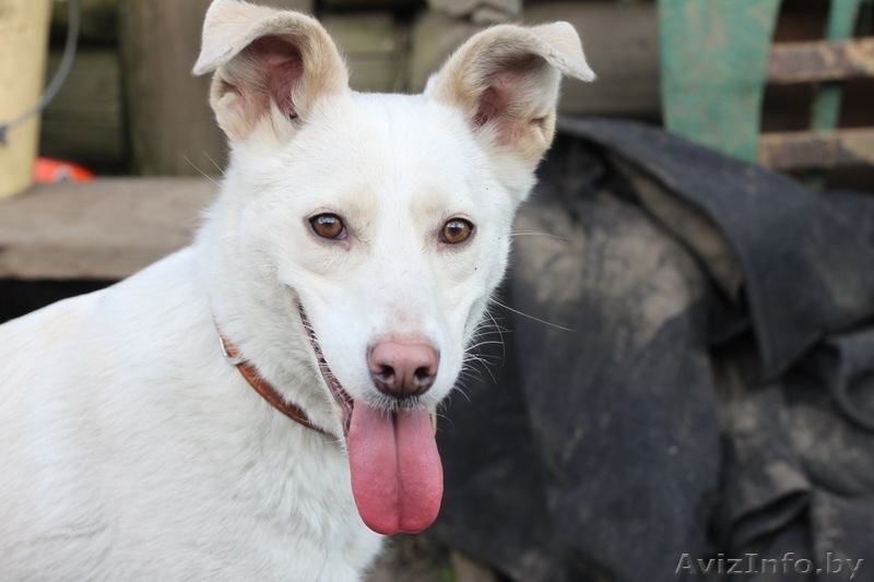 Подарю лаского и доброго друга - Изображение #4, Объявление #484115