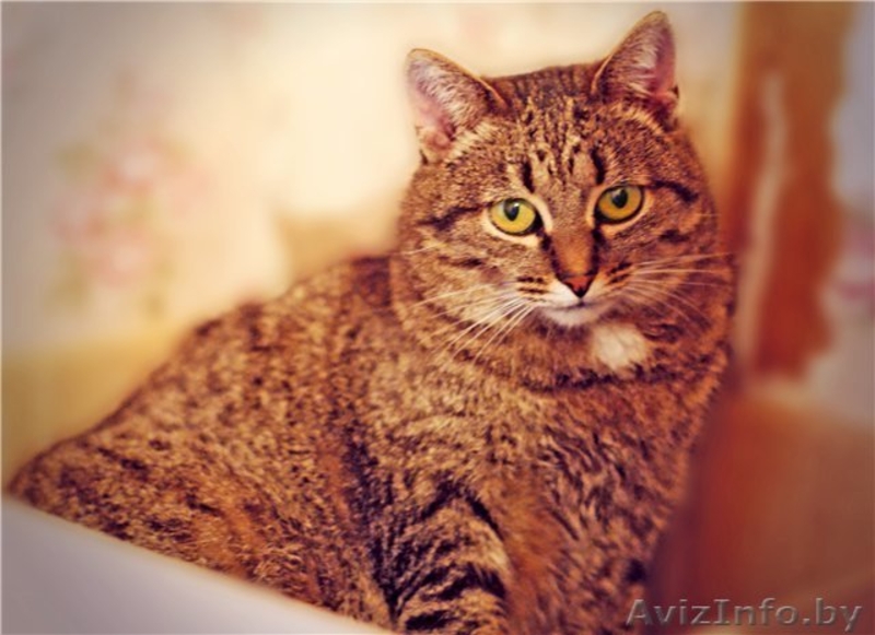 Самая мягкая и уютная кошка Бася в дар! - Изображение #1, Объявление #527023