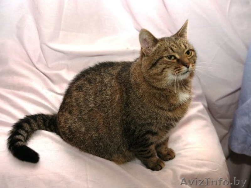 Самая мягкая и уютная кошка Бася в дар! - Изображение #2, Объявление #527023