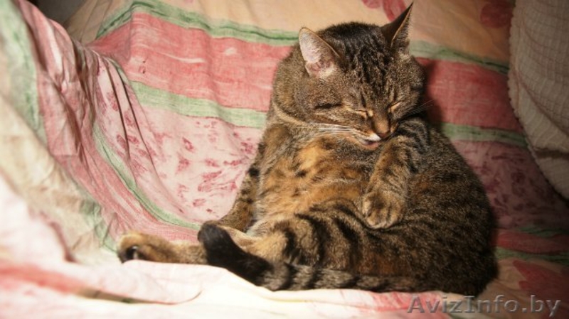 Самая мягкая и уютная кошка Бася в дар! - Изображение #3, Объявление #527023