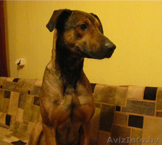 Станьте хозяином для Даночки! - Изображение #9, Объявление #484183