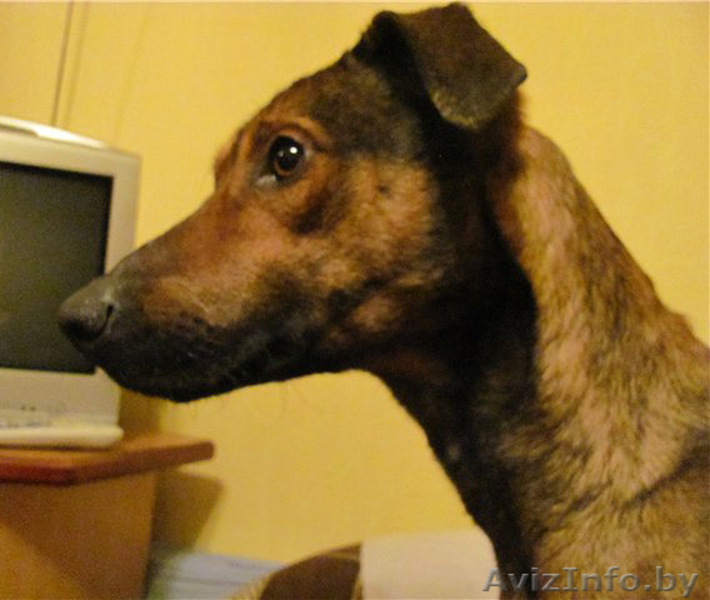 Станьте хозяином для Даночки! - Изображение #10, Объявление #484183