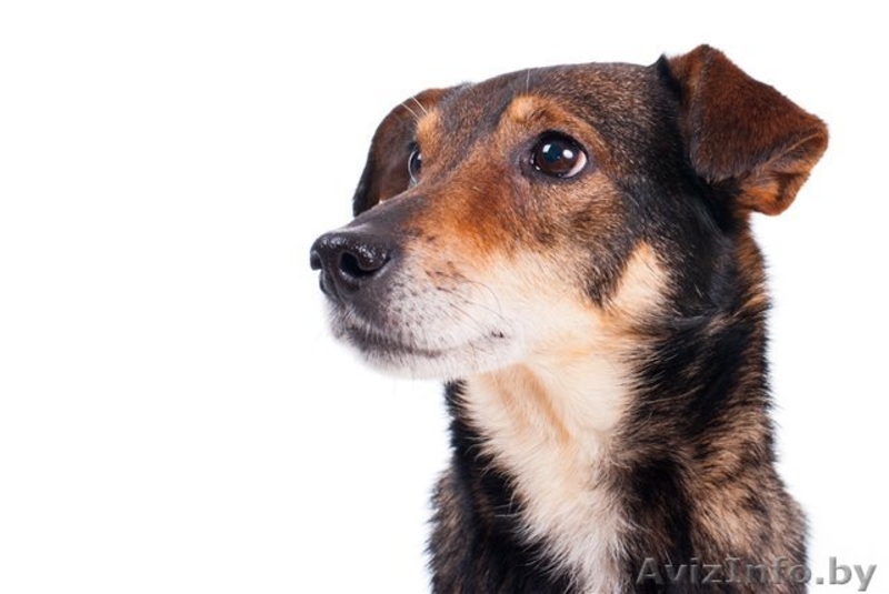 Небольшой песик в дар! - Изображение #4, Объявление #558343